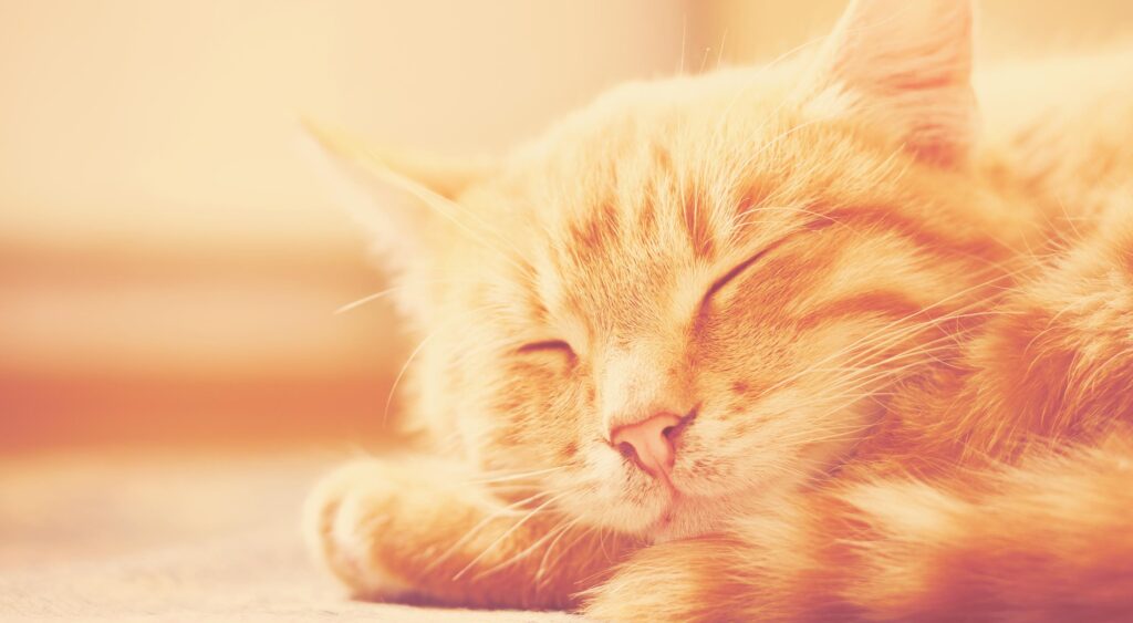 5 UX Truths Cats Can Teach Us