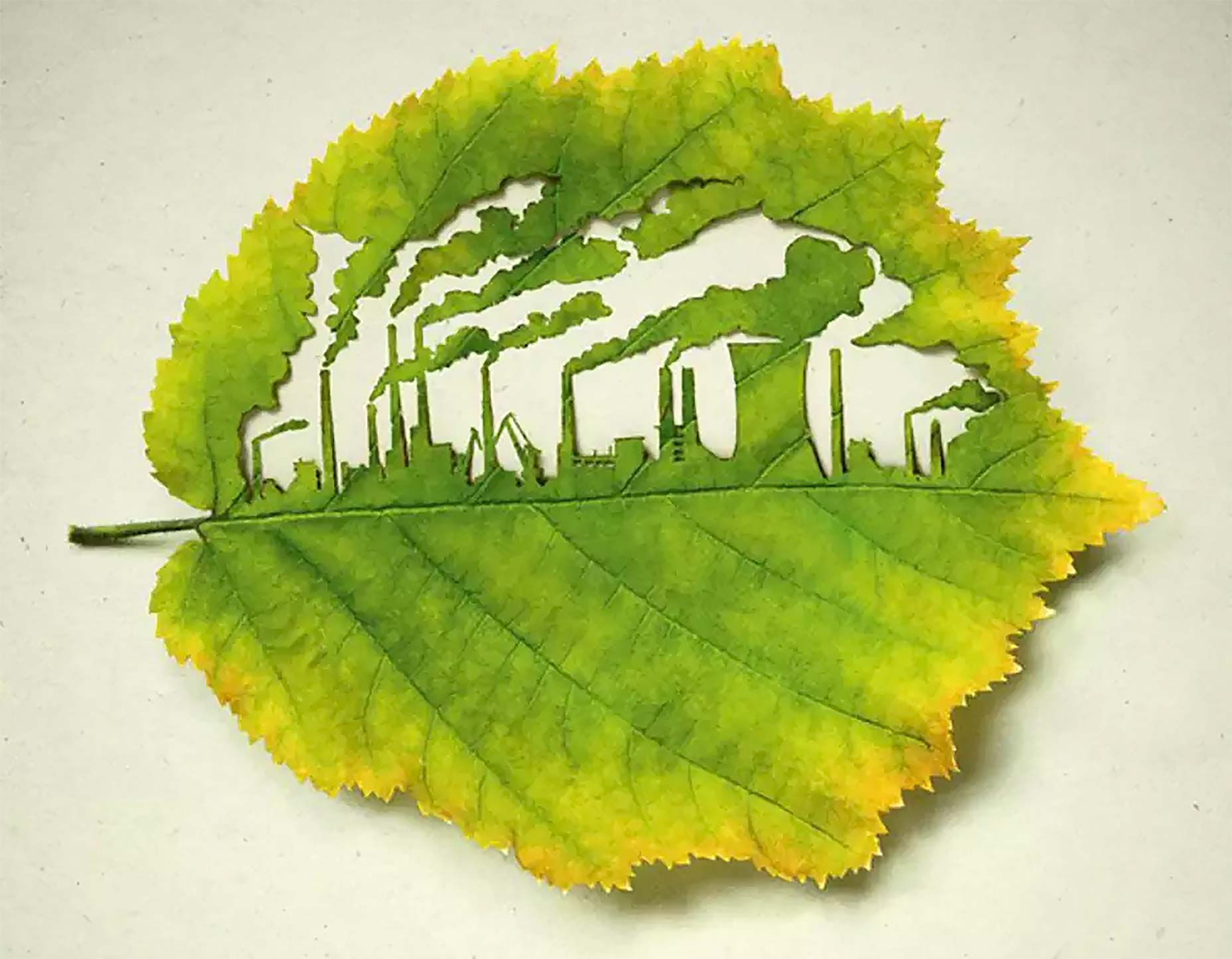 leaf