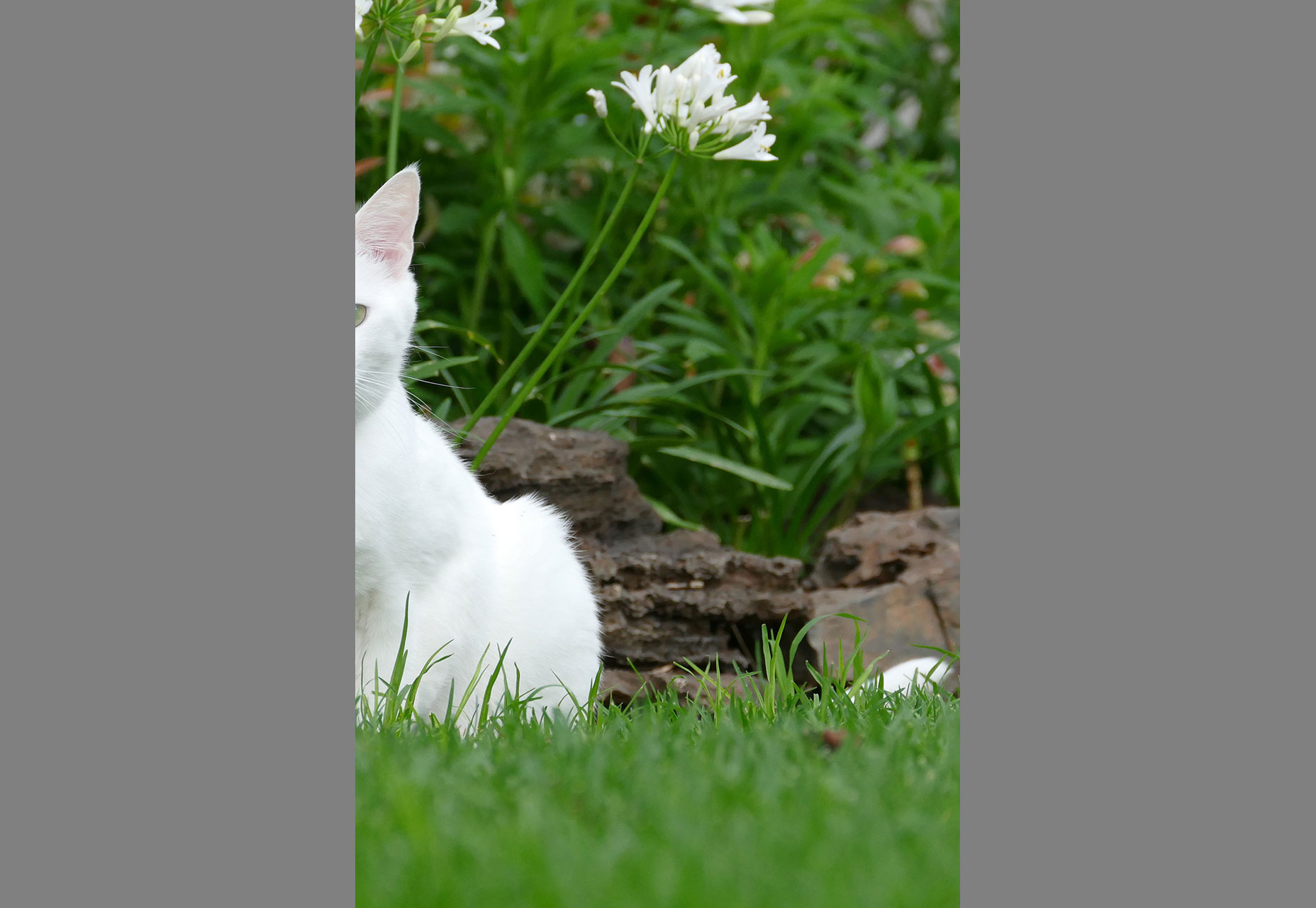 cat_1