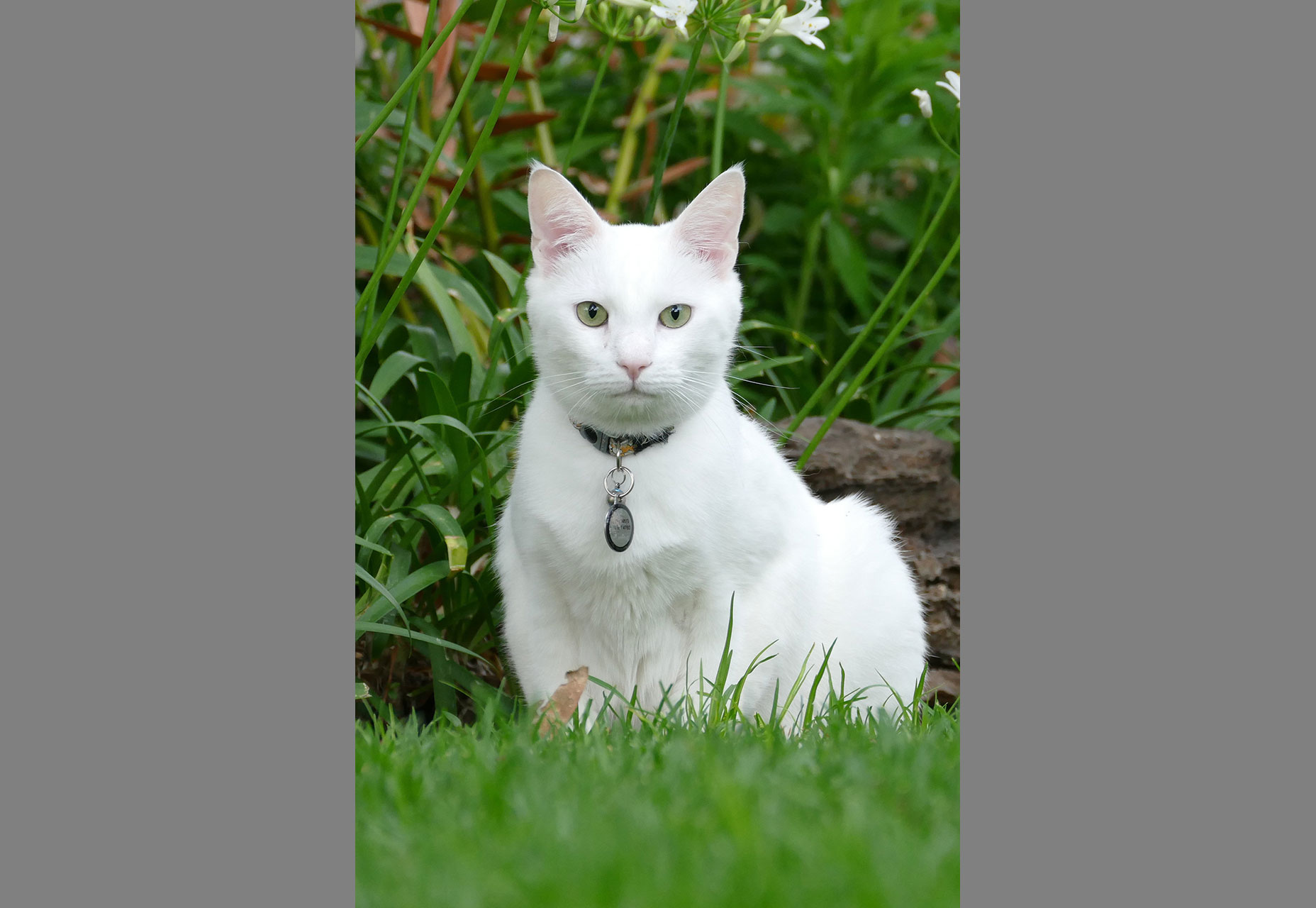 cat_2