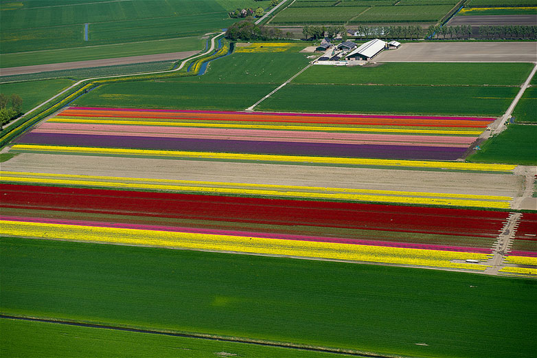 Tulips