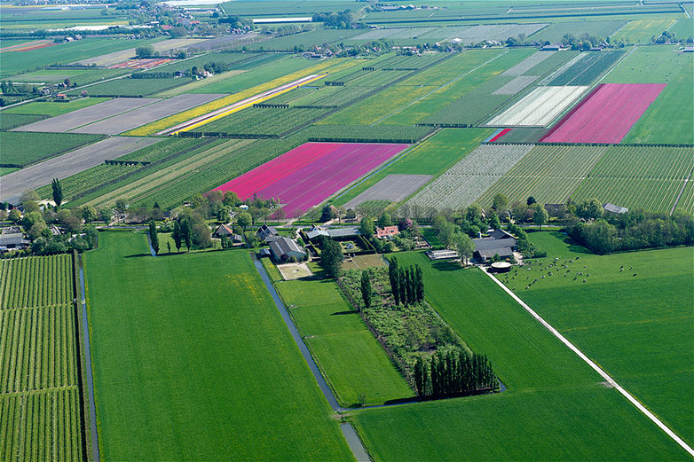 Tulips