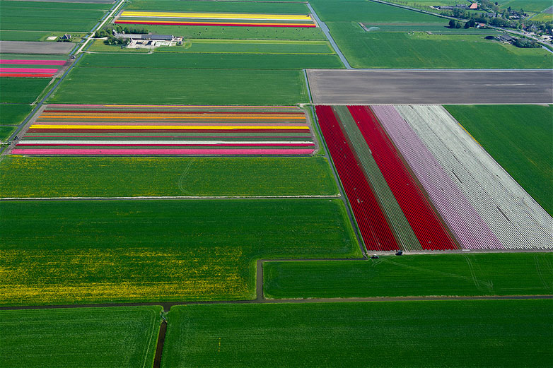Tulips