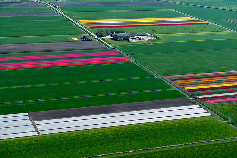 Tulips