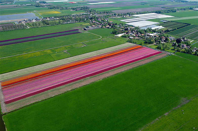 Tulips