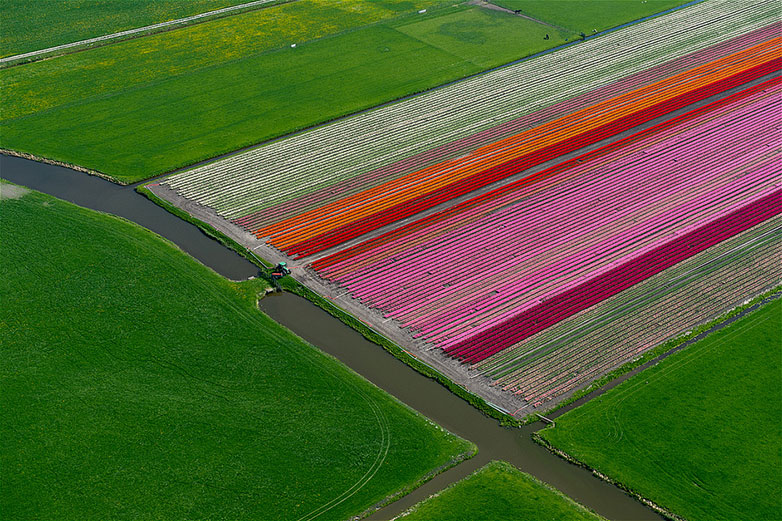Tulips