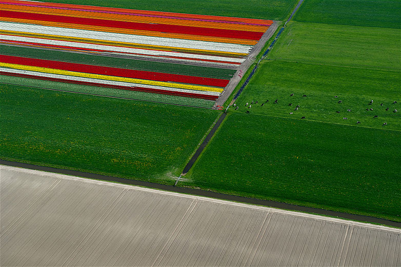 Tulips
