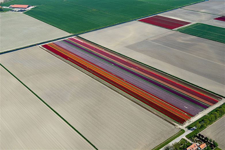Tulips