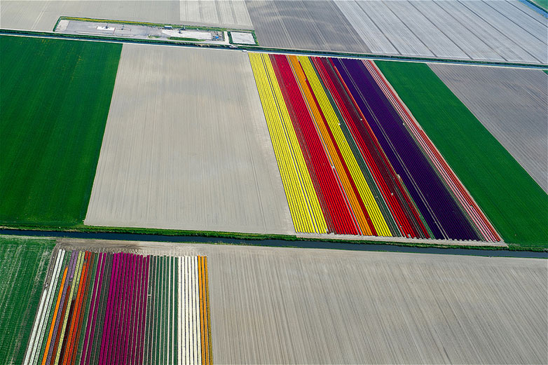 Tulips