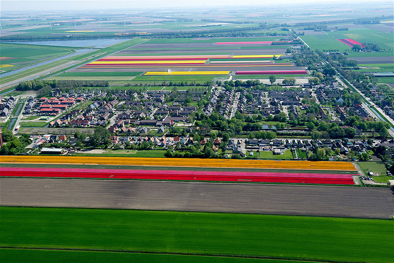 Tulips