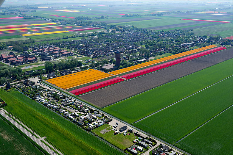 Tulips