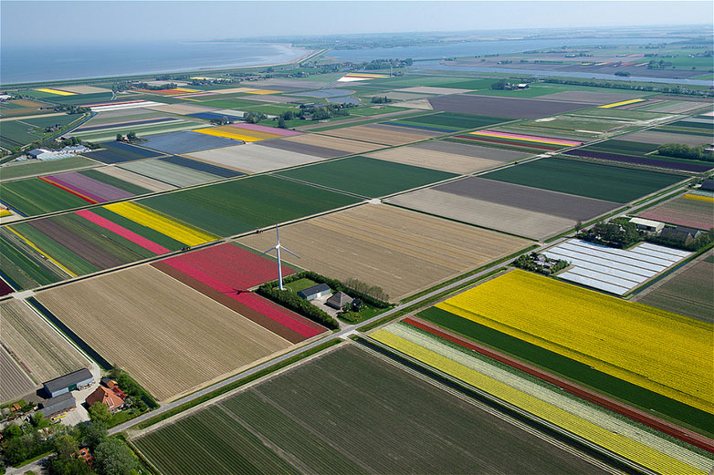 Tulips