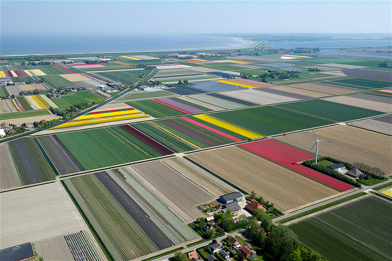 Tulips