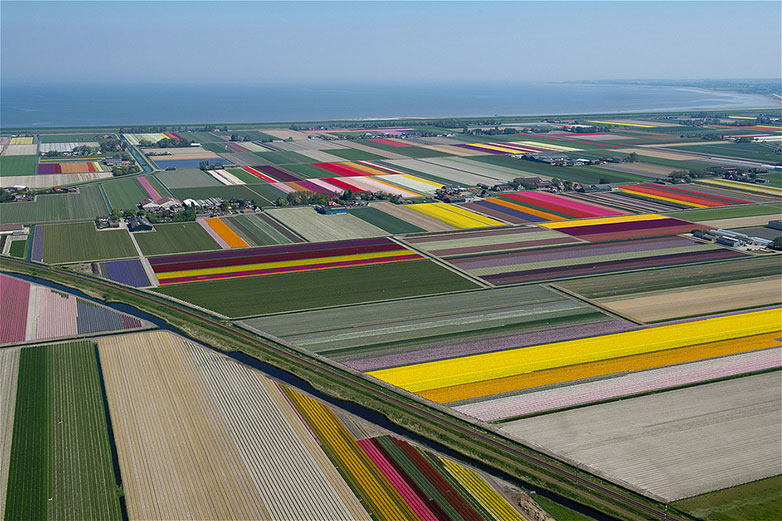 Tulips